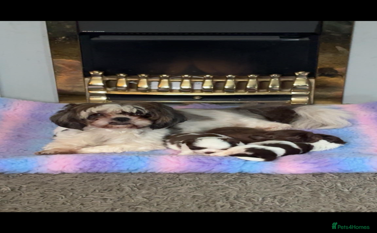 Shih Tzu dogs - Advert 1