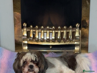 Shih Tzu dogs for sale - Advert 1