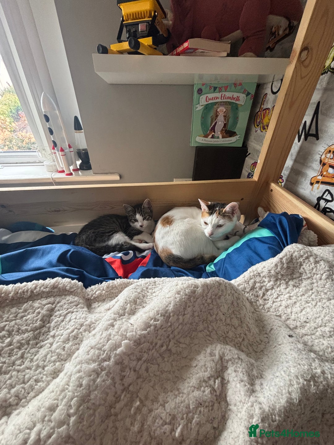 Mixed Breed cats for sale: Mother and Daughter home needed - Image 1