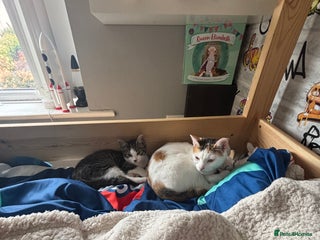 Mixed Breed cats - Advert 1