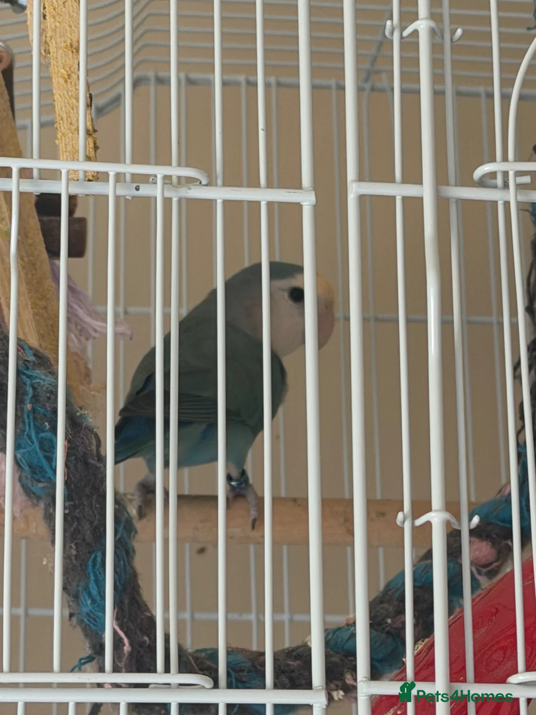 Lovebirds birds for sale: Adult male lovebird  in Londonderry - Advert 1