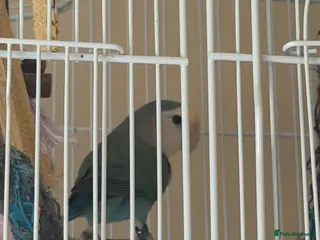 Lovebirds birds Adult male lovebird - Advert 16