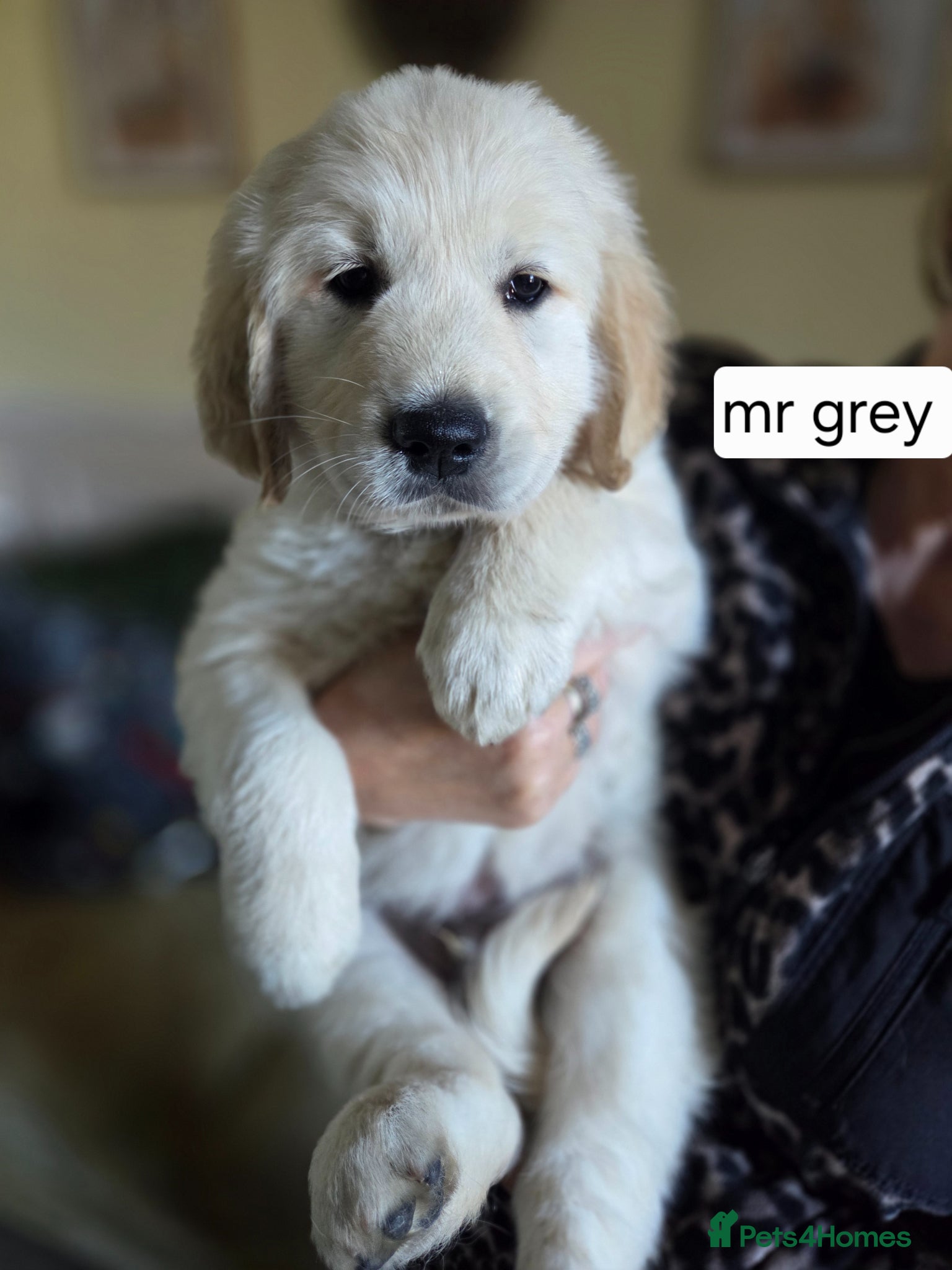 Golden Retriever dogs Ready to go! Golden retriever boy 🐶  - Advert 2