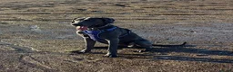 Great Dane dogs for sale: Adorable great dane - Advert 6