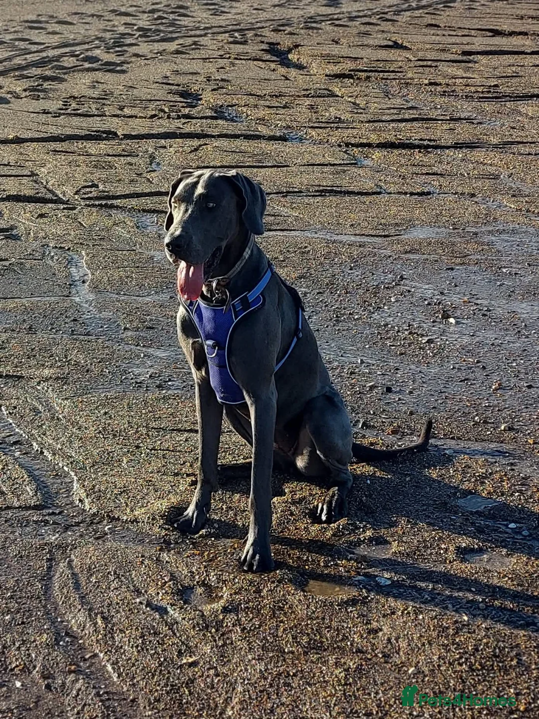 Great Dane dogs for sale: Adorable great dane - Advert 6