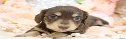 Miniature Dachshund dogs for sale: KC Longhair Miniature Dachshund Puppies - Advert 30