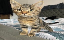 Bombay cats for sale: Adorable 3 Healthy kittens ready for new homes - Image 3