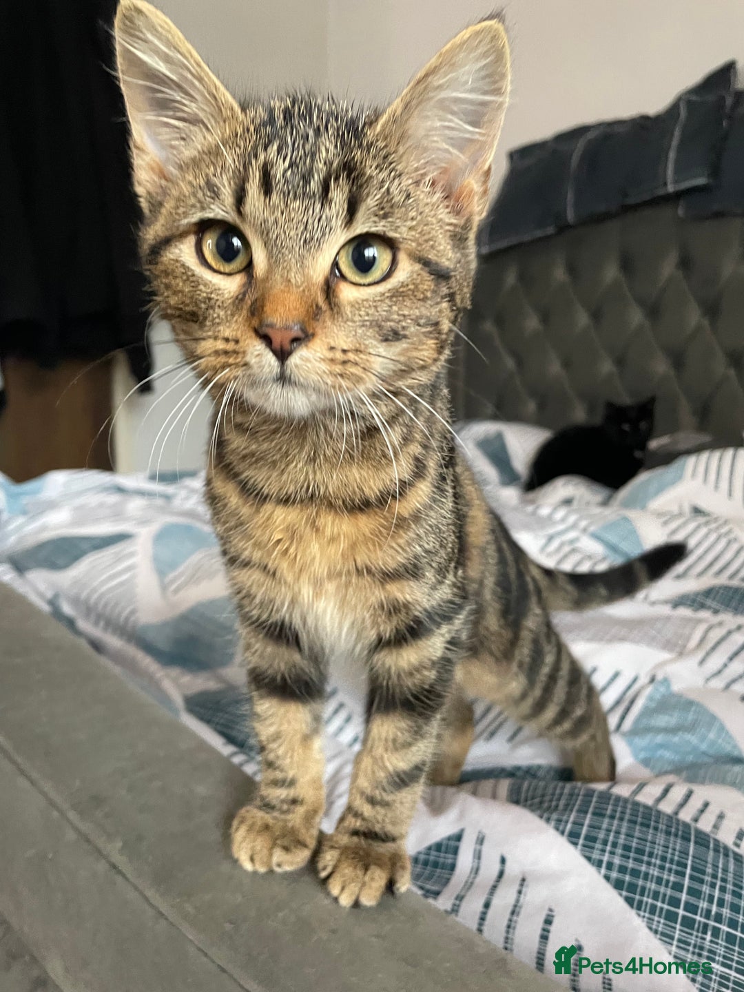 Bombay cats for sale: Adorable 3 Healthy kittens ready for new homes - Image 3