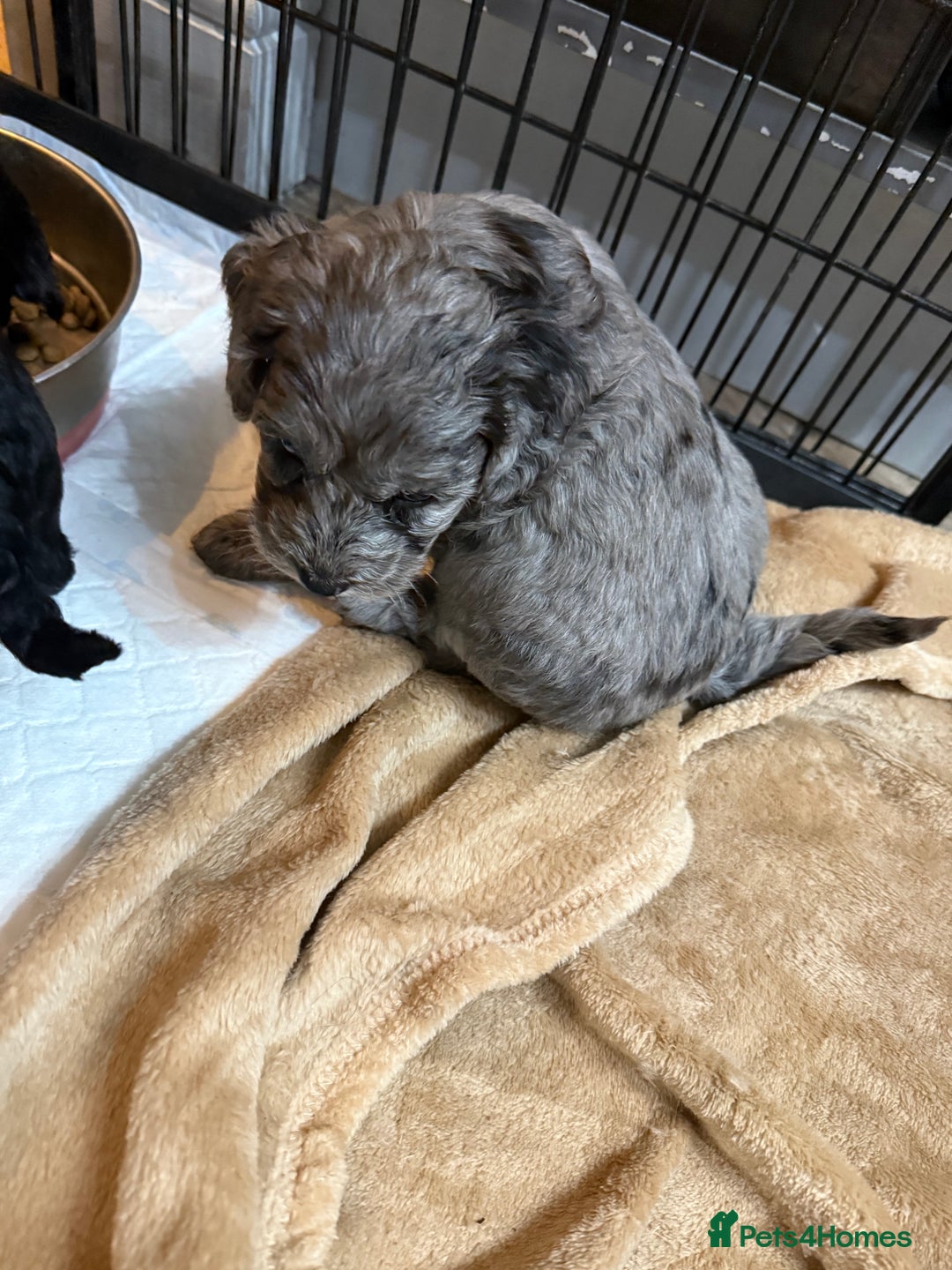 Cockapoo dogs for sale: Beautiful litter of f2 Cockapoo puppies  - Image 5