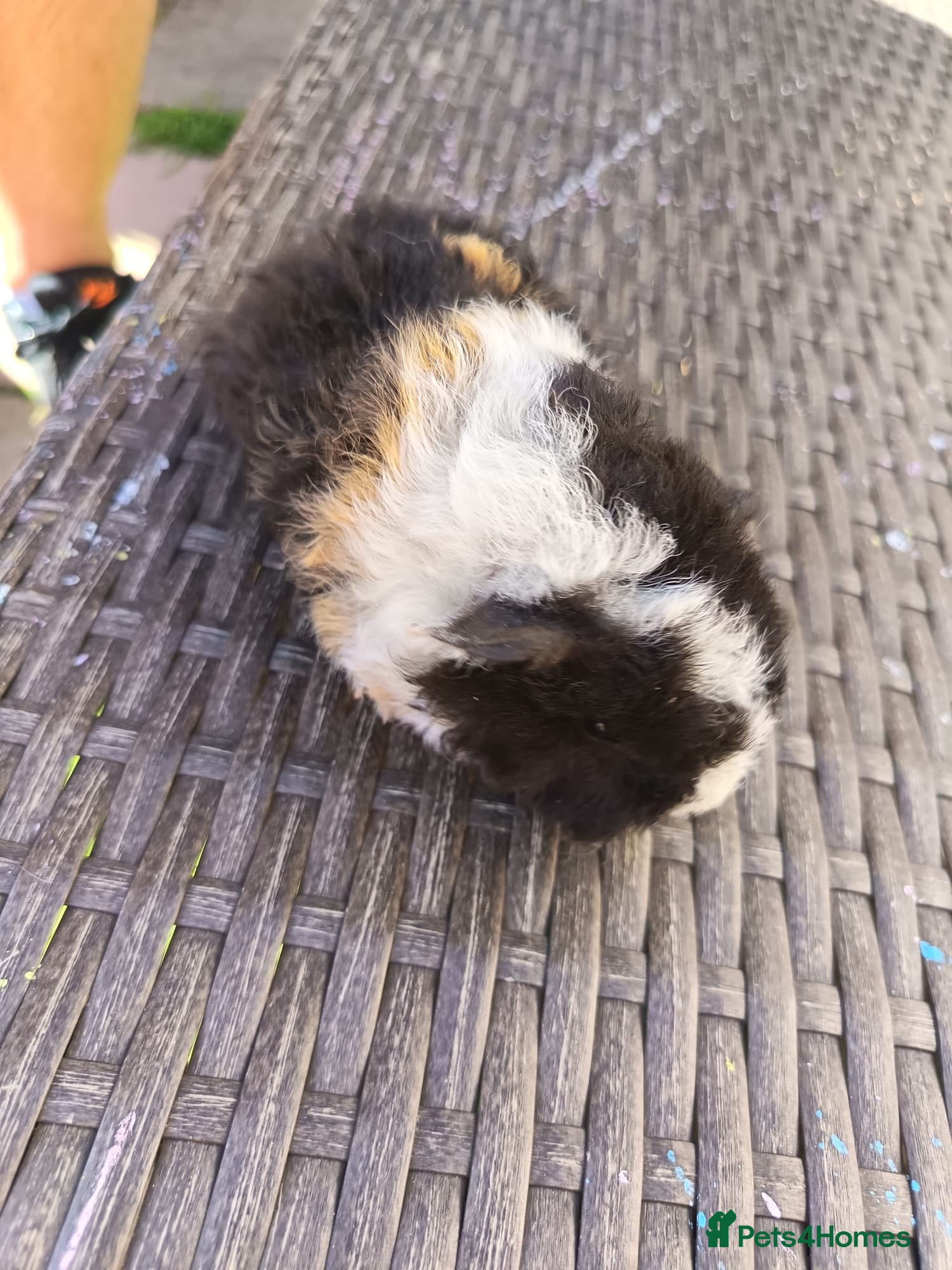 Guinea Pig rodents 2 baby girl guinea pigs  - Advert 10