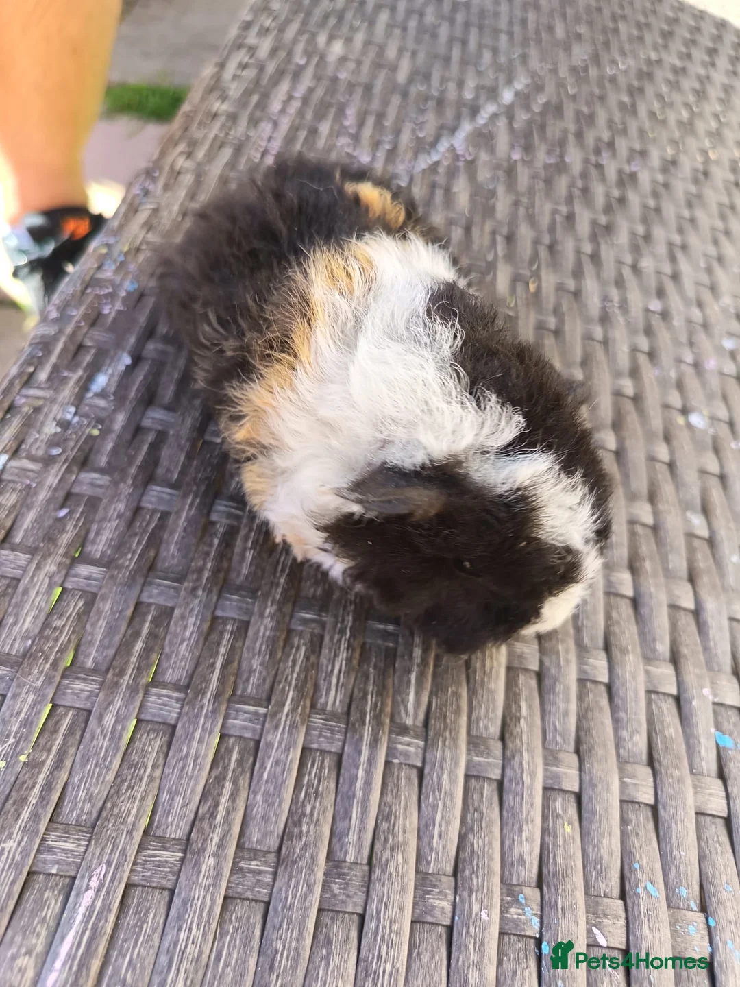 Guinea Pig rodents for sale: 2 baby girl guinea pigs  - Advert 1
