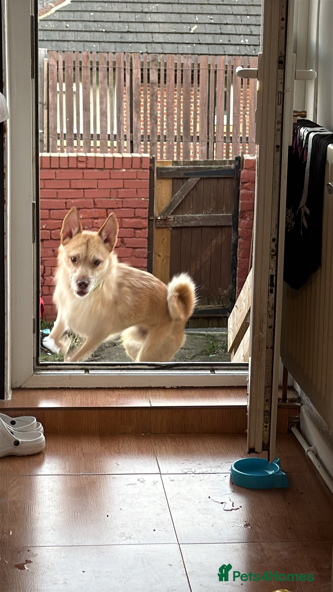 Mixed Breed dogs for sale: Cookie - Advert 6