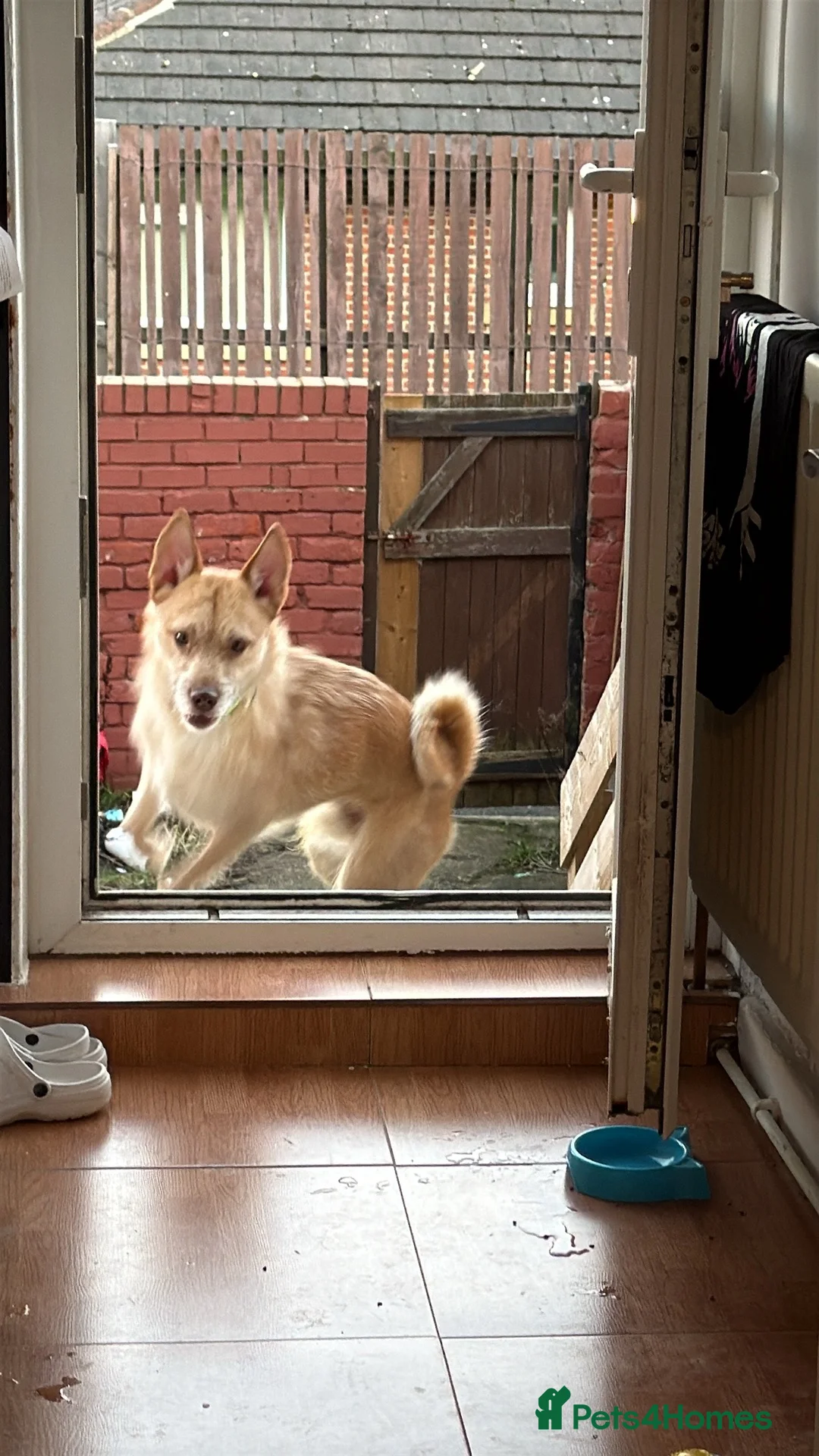 Mixed Breed dogs for sale: Cookie - Advert 6