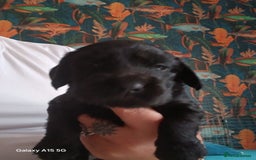 Cocker Spaniel dogs for sale:  Cocker spaniel puppies  - Image 6