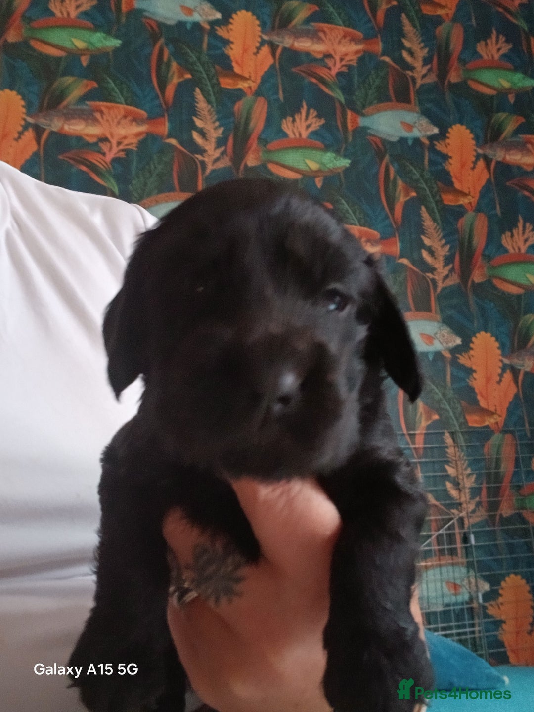 Cocker Spaniel dogs for sale:  Cocker spaniel puppies  - Image 6