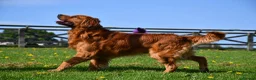 Golden Retriever dogs for sale: Golden retriever puppies  - Advert 7
