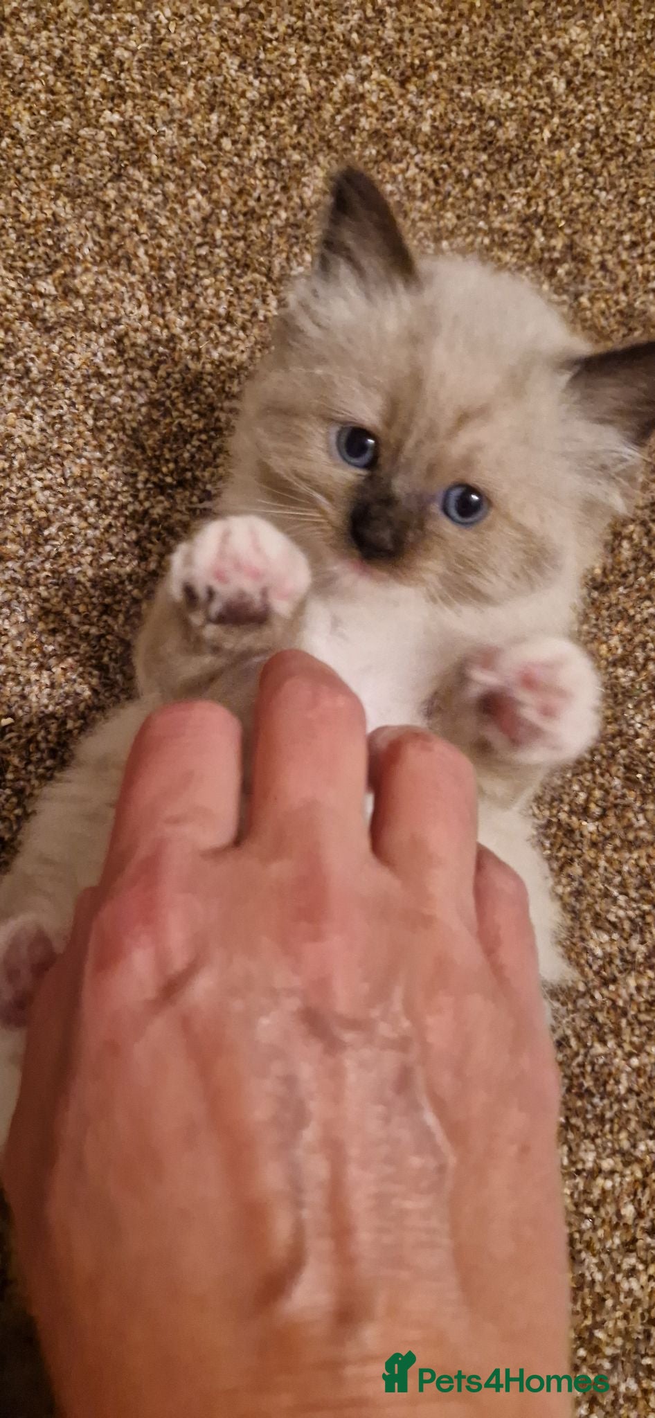 Ragdoll cats Pure-bred Ragdoll kittens - Advert 14