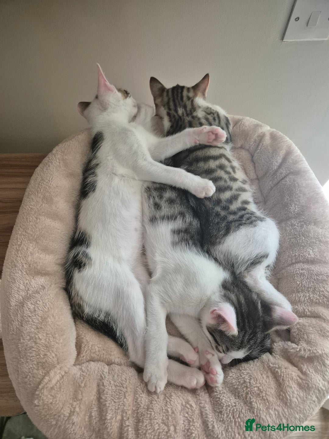 Bengal cats for sale: Male bengal cross kittens - Image 10