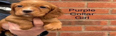 Cocker Spaniel Puppy 4