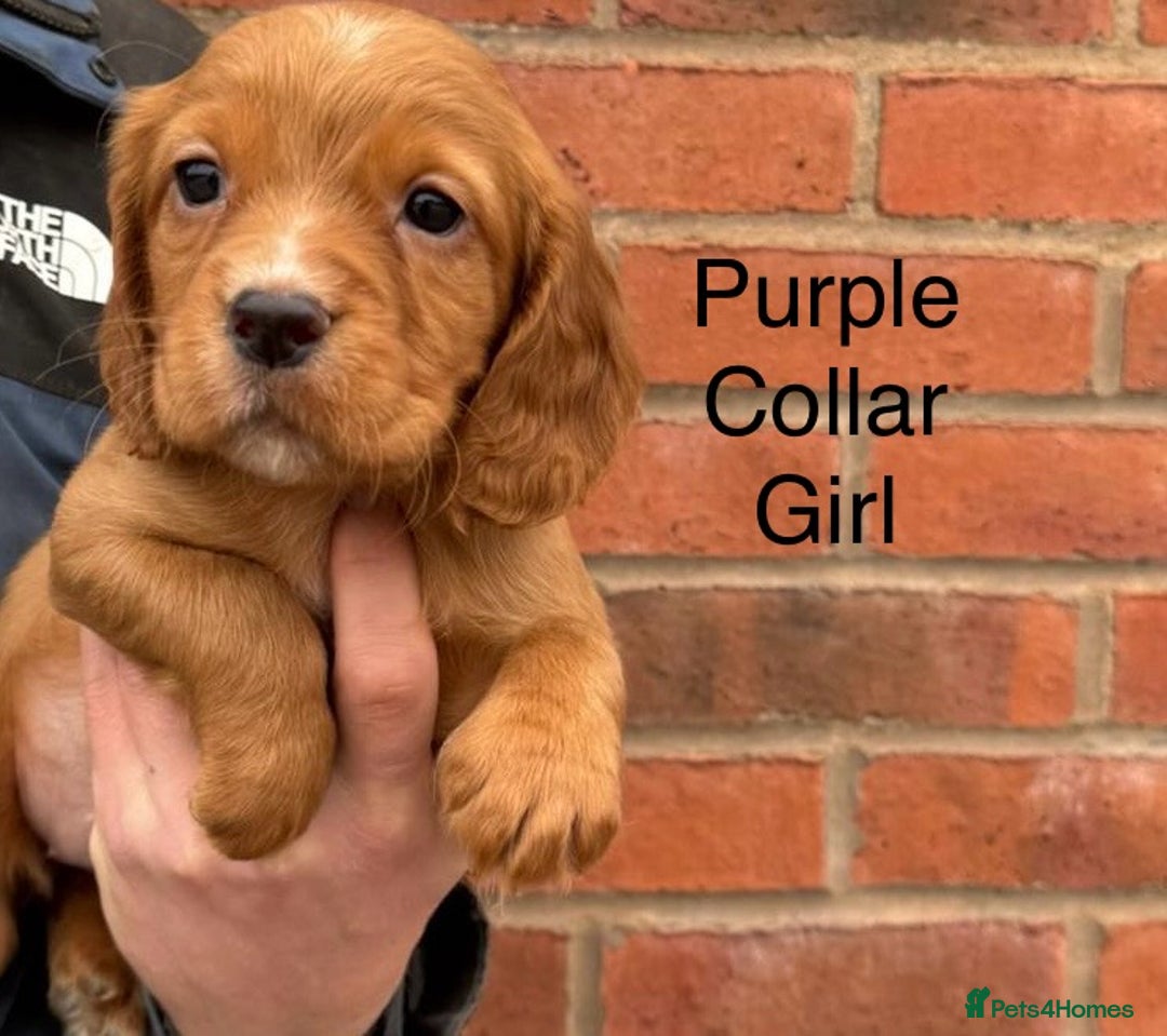Cocker Spaniel dogs for sale: KC Reg & Health Tested Working Cocker Spaniels - Advert 13