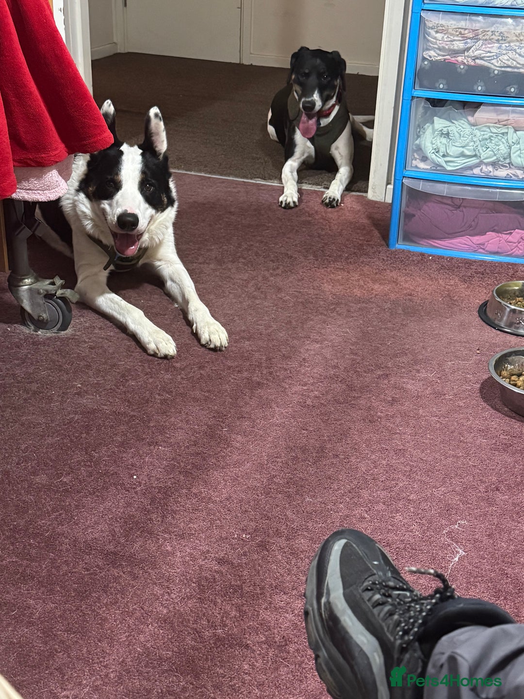 Mixed Breed dogs for sale: Dogs for sale  - Image 1