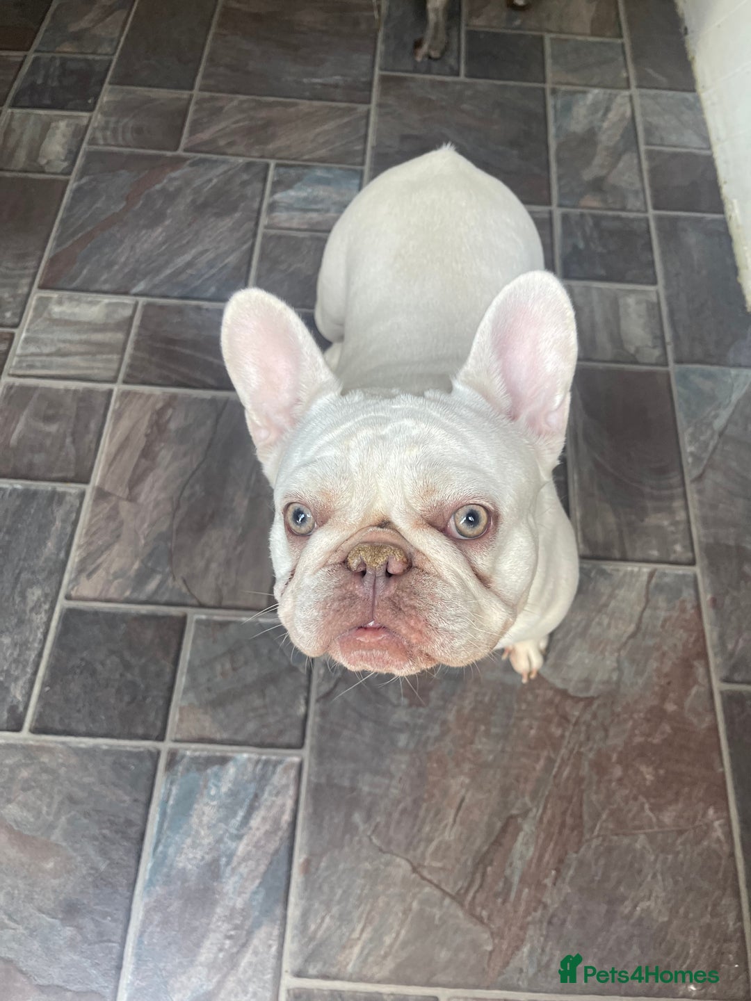 French Bulldog dogs for sale: KC Platinum French Bulldog Boy–Carrying Fluffy 🐾 - Image 13