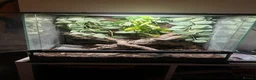Gecko reptiles for sale: Crested Gecko in Hertford - Advert 3