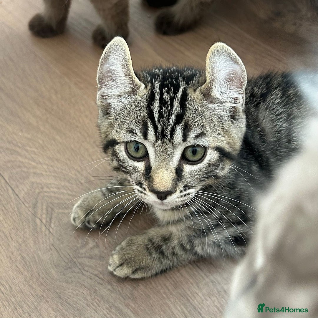 Keetso cats for sale: Reduced Ready now Last 1, Rare Jungle Curl Kittens in Portsmouth - Image 34