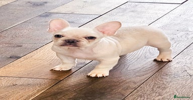 French Bulldog dogs - Advert 6