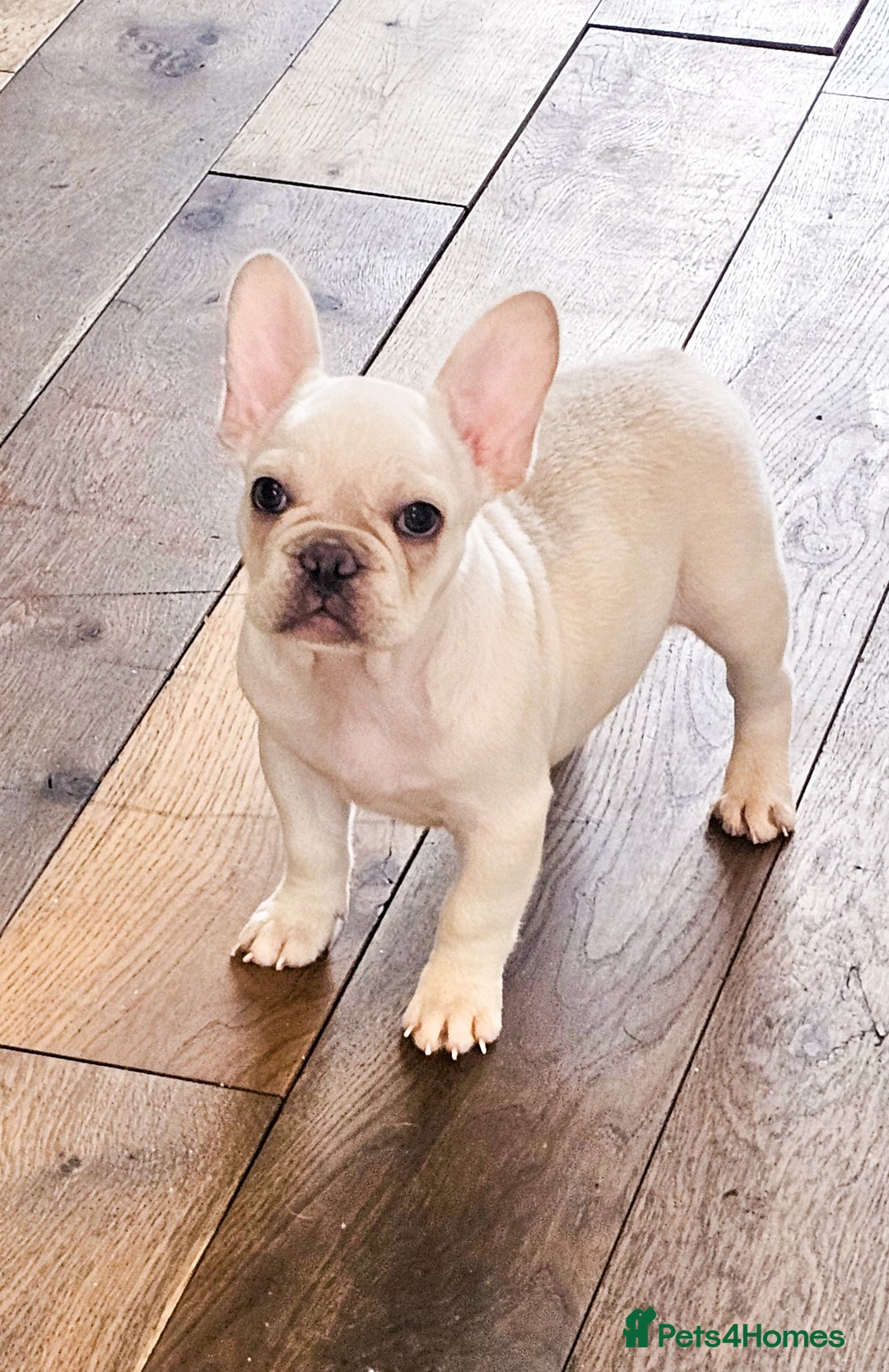 French Bulldog dogs for sale: Five star 🌟 Homes needed  - Image 2