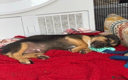 Jack Russell dogs for sale: 🐾Jack Russell Puppies🐾 - Image 11