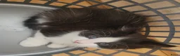Turkish Angora cats for sale: Turkish angora mixed - Advert 6
