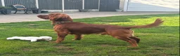 Cocker Spaniel dogs for stud: KC Registered Fox Red Cocker Spaniel for STUD in Knottingley - Advert 2