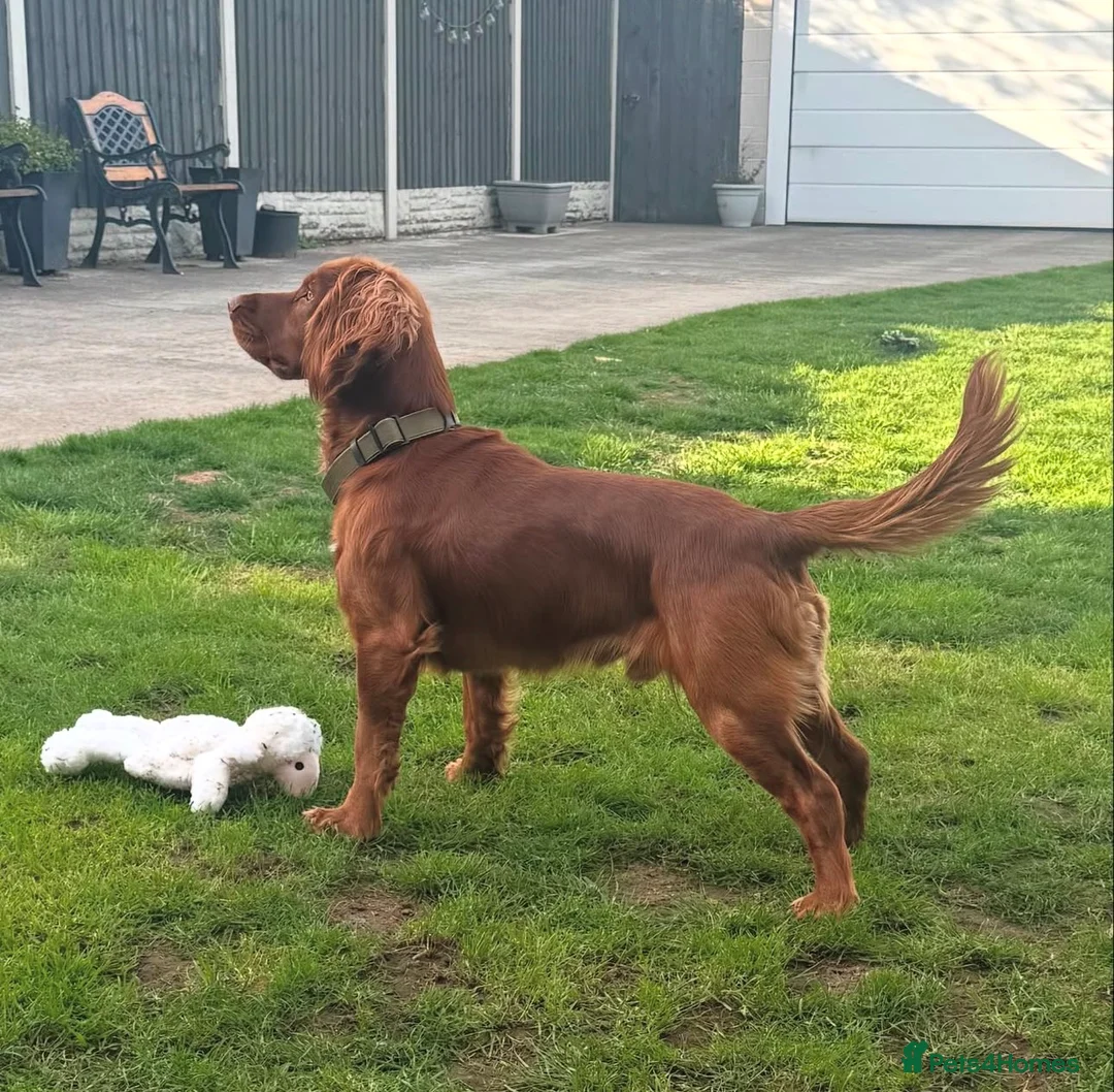 Cocker Spaniel dogs for stud: KC Registered Fox Red Cocker Spaniel for STUD in Knottingley - Advert 2