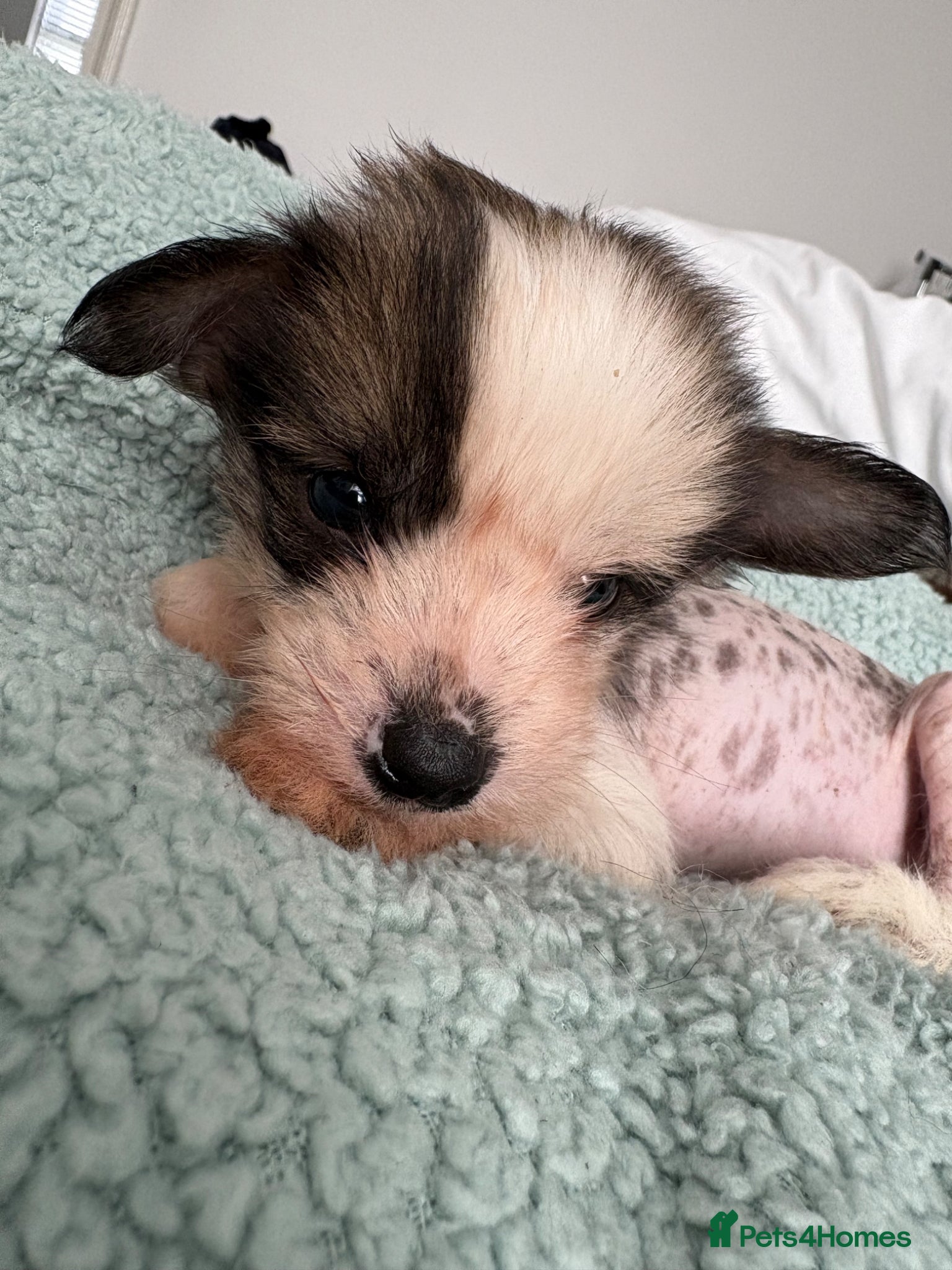 Chinese Crested dogs Chinese crested Hairy hairless males - Advert 2