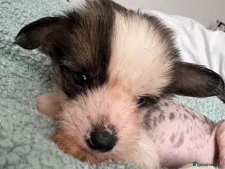 Chinese Crested dogs Chinese crested Hairy hairless males - Advert 2