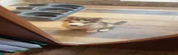 Utonagan dogs for sale: Husky x Malamute puppies - Advert 3