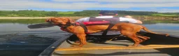 Hungarian Vizsla dogs for stud: KC Hungarian Vizsla for Stud - Advert 2