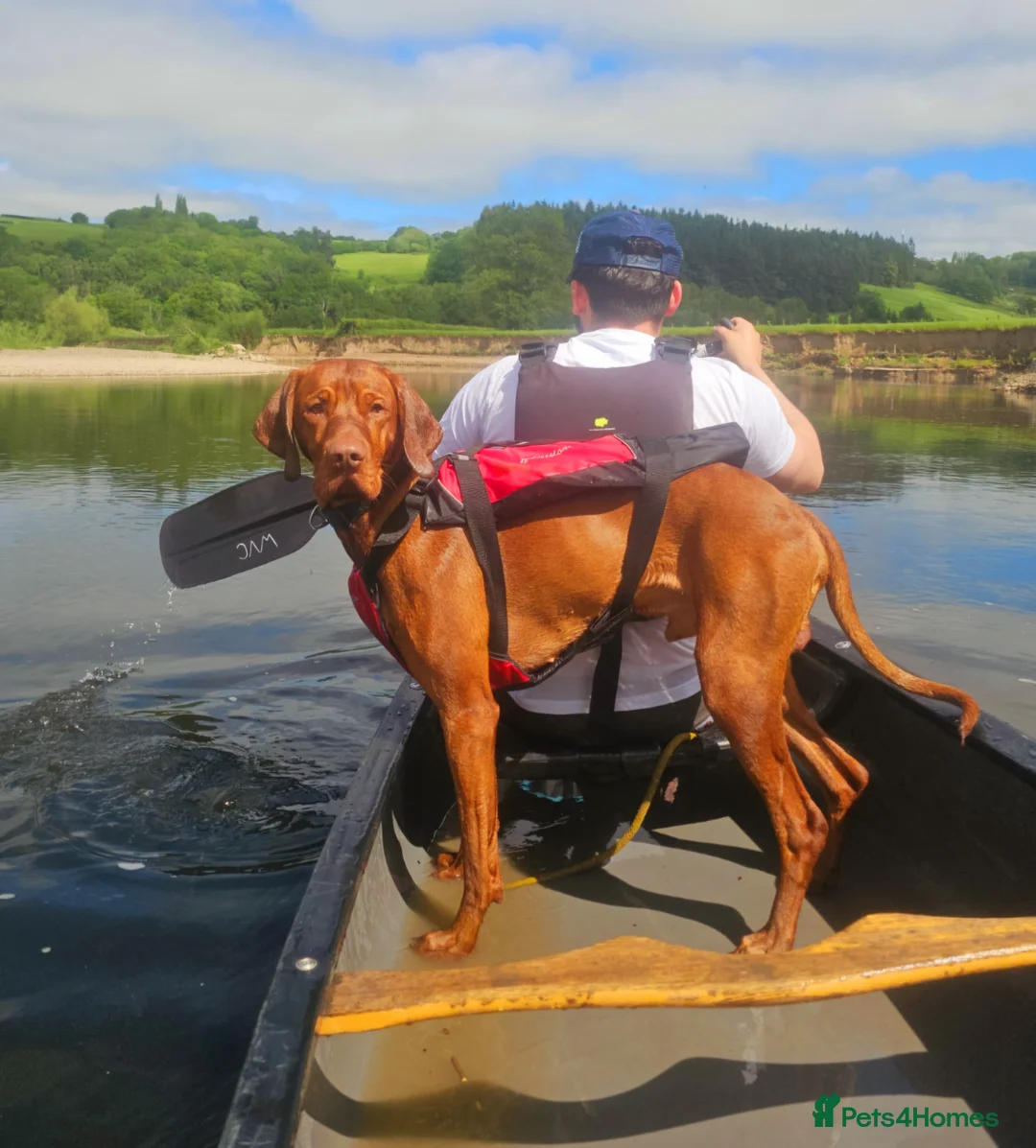 Hungarian Vizsla dogs for stud: KC Hungarian Vizsla for Stud - Advert 2