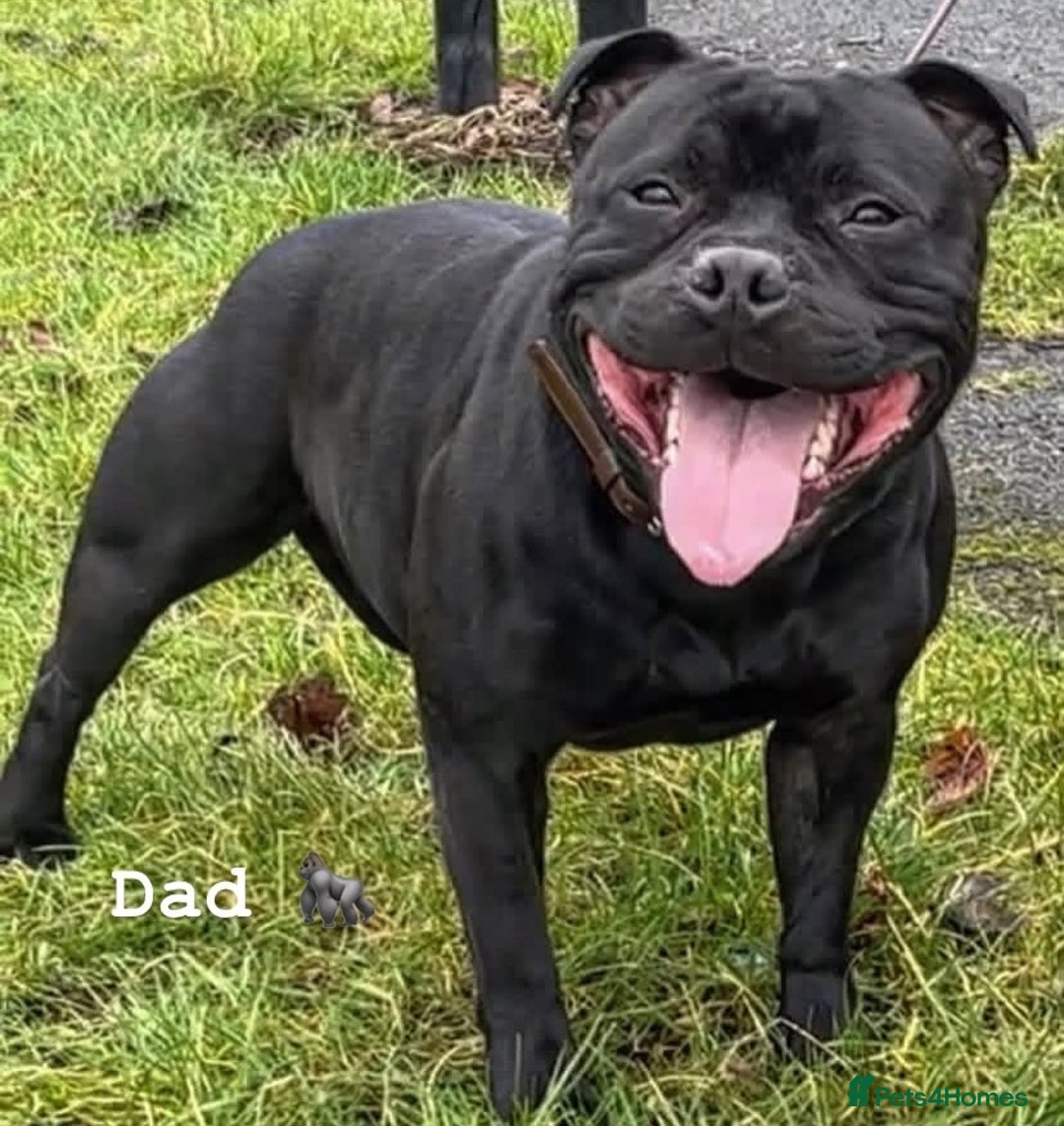 Staffordshire Bull Terrier dogs for sale: Full black Show Quality Staffy pups (Kassius Pup)  - Advert 21