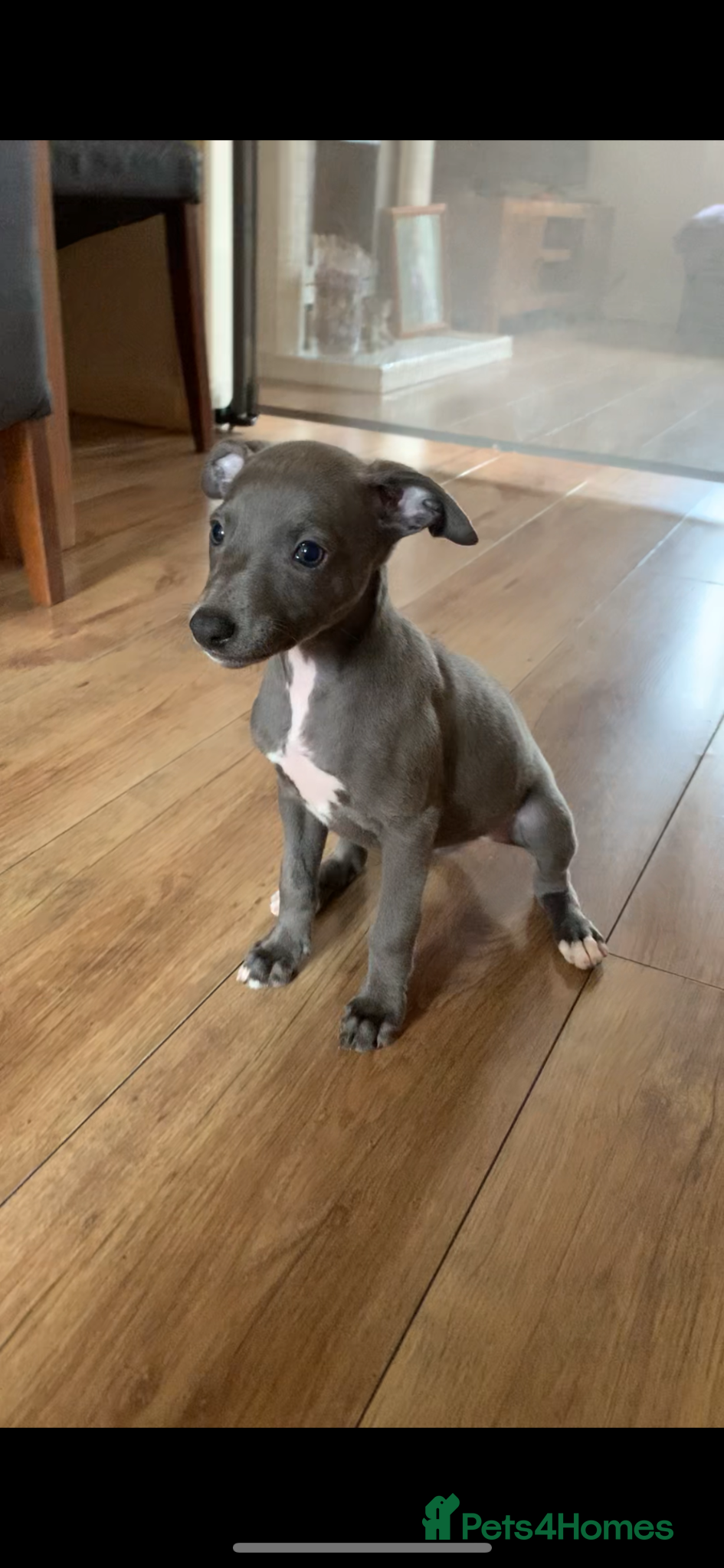 Whippet dogs Blue Kennel Club Registered Whippet pups - Advert 1
