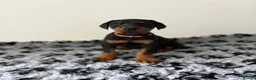 Dobermann dogs for sale: 9 Doberman Puppies- Ready to leave 6th June - Advert 13