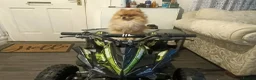 Pomeranian dogs for sale: Lovely Pomeranian looking for loving home - Advert 1