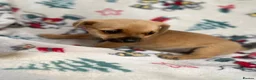Mixed Breed dogs for sale: Jack Russell/ Yorkshire terrier puppy’s  in Pontypool - Advert 18