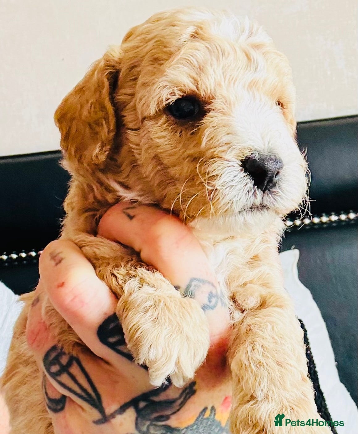 Cockapoo dogs Gorgeous thick coated boys left f1b cockapoos  - Advert 3