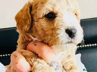 Cockapoo dogs Gorgeous thick coated boys left f1b cockapoos - Advert 3