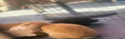 Mini Lop rabbits for sale: 2 beautiful pure bred mini lops  in Stourport-on-Severn - Advert 3