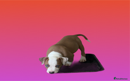 Mixed Breed dogs for sale: Ready to leave Staff x bulldog puppies  - Image 22