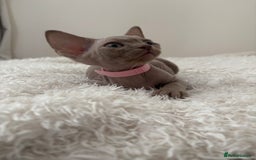 Devon Rex cats for sale: TICA Registered- Lilac Devon Rex Kittens - Image 34