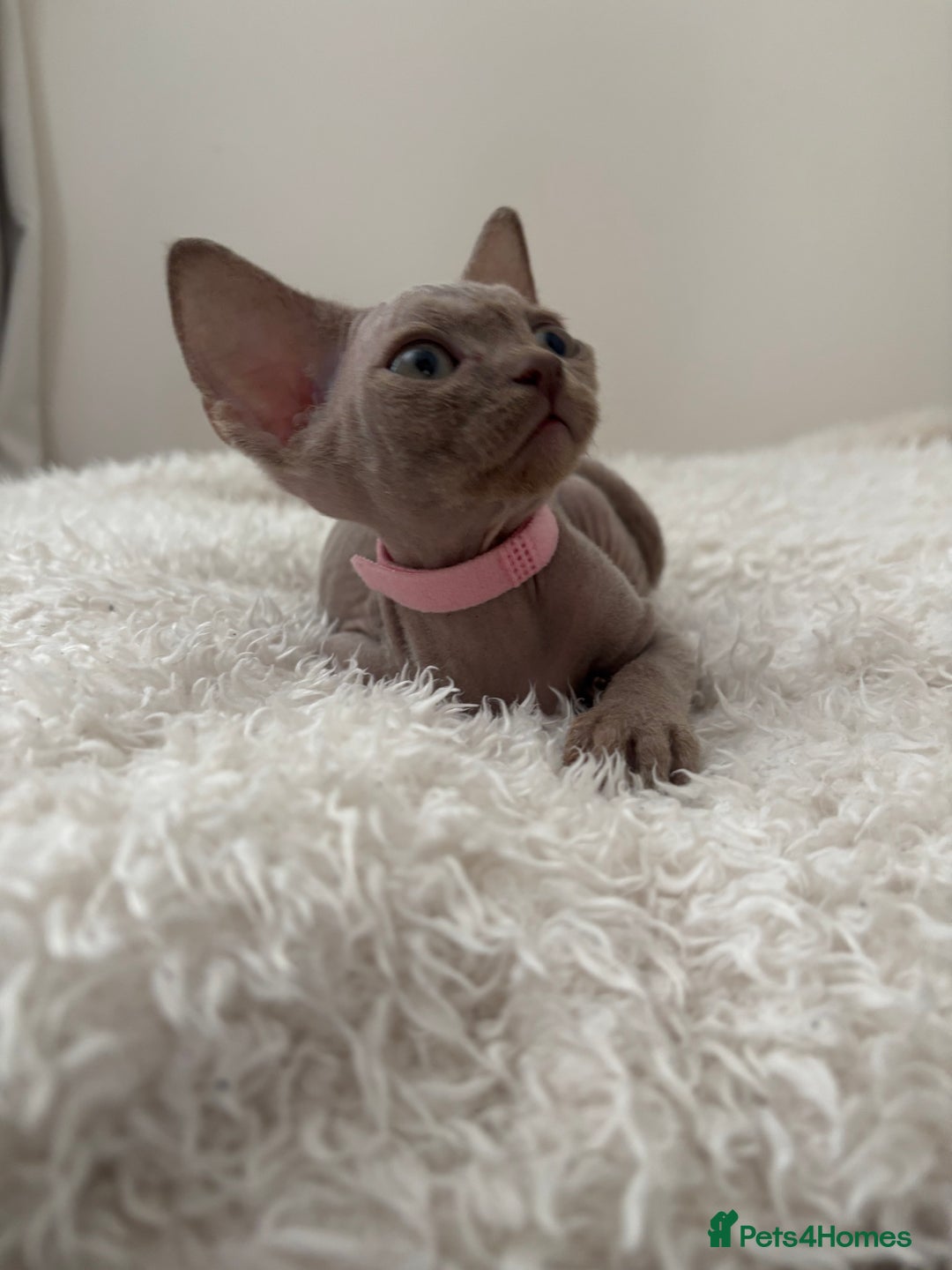 Devon Rex cats for sale: TICA Registered- Lilac Devon Rex Kittens - Image 34